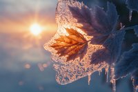 Frozen maple leaf covered in delicate ice crystals glowing in golden sunlight against blurred winter background, creating magical nature macro photography.