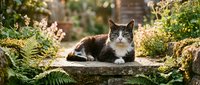 Relaxed tabby cat resting on a stone surface surrounded by lush green ferns and wildflowers in a sunny garden setting.