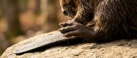 Close-up of primate hands resting on rough stone surface in natural outdoor setting with warm sunlight creating dramatic shadows and textures.