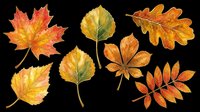 Watercolor autumn leaves set with maple, oak, chestnut and birch in warm orange, red and yellow tones, isolated on transparent background, ready for clipart and t-shirt design.