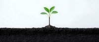 Young green plant seedling growing in dark soil against white background, showing roots and new leaves emerging. Represents growth, beginnings and nature.
