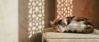 Adorable tabby kitten sleeping peacefully on beige cushion with warm sunlight filtering through decorative lattice window creating beautiful shadow patterns.
