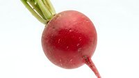 Fresh red radish with green leaves isolated on white background for healthy cooking and nutrition concepts.