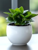 Fresh green houseplant with glossy leaves growing in modern white ceramic pot against soft blurred background, suitable for home decor and interior design projects.