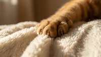 Ginger cat paw with claws resting on a soft white fluffy blanket in warm sunlight, close-up macro shot of feline foot.