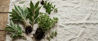 Fresh aromatic herbs with roots and soil on white linen cloth, featuring rosemary, thyme and sage for culinary cooking and natural gardening concepts.
