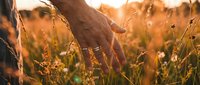 Hand gently touching wild grass in golden sunset light creating peaceful connection with nature moment for wellness and mindfulness concepts.