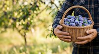 Farmer holding wicker basket filled with fresh blueberries in orchard garden. Harvest season produce for food, agriculture, and farming concepts.