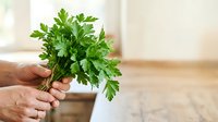 Fresh green parsley bunch held in hand against blurred kitchen background, suitable for culinary, cooking, and food styling projects.
