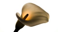 Isolated white calla lily flower with golden interior and dark stamen against white background, suitable for design projects, botanical illustrations, and decorative applications.