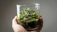 Hand holding glass terrarium with succulent plants and moss on neutral background for home decor and gardening projects.