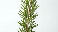 Fresh rosemary herb sprig with green needle-like leaves on white background. Aromatic culinary plant for cooking, seasoning and natural medicine applications.