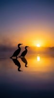 Two cormorants wading in calm water at sunrise, silhouetted against golden sunlight reflecting on the lake surface. Wildlife and nature photography.