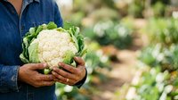 Fresh white cauliflower held by farmer in denim shirt at harvest in vegetable garden. Suitable for agriculture, farming, organic produce, and food industry marketing.