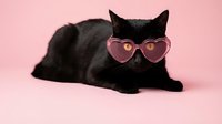 Black cat wearing pink heart-shaped sunglasses lying on pink background. Cute pet portrait for Valentine's Day, love themes, fashion accessories.