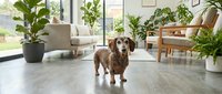 Brown dachshund dog standing in modern living room with houseplants, wooden furniture and large windows creating bright indoor space for pet lifestyle.