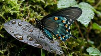 Black swallowtail butterfly with iridescent blue and turquoise spots resting on wet leaf covered in raindrops among green moss and foliage in natural forest habitat.