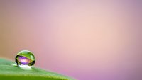 Water droplet on green leaf with soft pink purple gradient background creating peaceful nature macro photography composition for wellness meditation designs.
