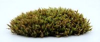 Dried moss clump isolated on white background, ready for botanical design, craft projects, terrariums, and decorative applications.