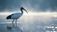 White ibis wading bird standing in shallow water with sparkling reflections and moody cloudy sky background for nature wildlife photography projects.