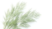 Fresh green dill herb branches with delicate feathery leaves isolated on white background for culinary design and cooking projects.