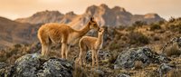 Vicuña family with mother and young cria standing on rocky terrain in Andean highlands during golden hour sunset light creating warm atmospheric wildlife scene.