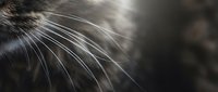 Close-up of cat whiskers with soft natural lighting showing detailed texture and fine hairs against blurred background for pet care and feline anatomy concepts.