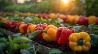 Fresh colorful bell peppers growing in organic garden rows at sunset, red and yellow sweet peppers with green leaves in natural sunlight and soil.