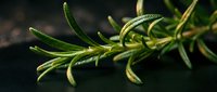 Fresh rosemary sprigs with needle-like green leaves on dark background, suitable for culinary, food photography, and herb-related design projects.