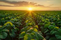 Vibrant green soybean field rows stretching toward golden sunset horizon, dramatic sunburst through clouds illuminates agricultural landscape with warm evening light.