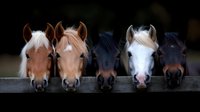 Five horses of different colors - brown, chestnut, black and white - peek over wooden fence in row, creating playful and symmetrical composition against dark background.