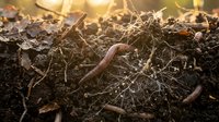 Earthworms in rich dark soil with organic matter and fallen leaves creating natural compost for sustainable gardening and agriculture.