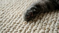 Close-up of cat paw on textured beige carpet, showing feline claws and fur detail for pet care and home interior design projects.