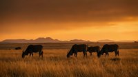 Cattle grazing in golden grassland at sunset with mountain silhouettes creating warm pastoral landscape for agriculture and farming content.