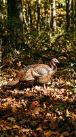 Wild turkey foraging among fallen autumn leaves in dense forest woodland habitat with natural sunlight filtering through trees.