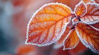 Orange autumn leaves covered in delicate morning frost crystals against blurred background, showcasing seasonal natural transformation and winter's approach.