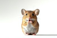Adorable gerbil with fluffy brown and white fur sitting upright on white background, looking at camera with curious expression and tiny paws near mouth.