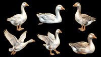 Six white geese in various poses, isolated on transparent background. Great for clipart, stickers, t-shirt design, print on demand, and sublimation projects.