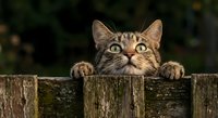 Adorable tabby kitten peeking over wooden fence with bright yellow eyes and curious expression in outdoor garden setting for pet and animal content.
