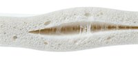 Close-up of a sea creature or marine organism with elongated body and textured surface against sandy background for marine biology education.