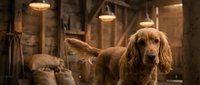Golden cocker spaniel dog sitting in rustic barn interior with warm lighting and wooden beams for pet photography and country lifestyle concepts.
