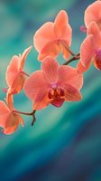 Coral pink orchid flowers blooming on branch with soft turquoise blue background. Tropical exotic plant photography for wellness spa decor and botanical art.
