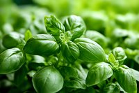 Fresh green basil leaves growing in garden, macro view with soft selective focus and natural sunlight. Aromatic herb for cooking and garnish.