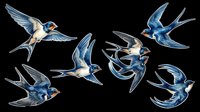 Six flying swallows in blue and white tones, isolated on transparent background. Ready for stickers, t-shirt design, sublimation, clipart, and print on demand use.
