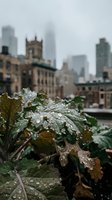 Rain-soaked foliage with urban skyline and historic architecture in soft focus background. Wet leaves and droplets create natural texture for environmental and urban garden concepts.