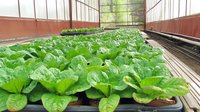 Fresh green lettuce growing in modern hydroponic greenhouse system with rows of nutrient-rich water channels. Sustainable agriculture technology for food production.
