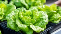 Fresh green butterhead lettuce growing in hydroponic garden system, closeup view of organic vegetables in modern sustainable agriculture setting.