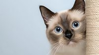 Curious Siamese cat with striking blue eyes peeks around scratching post against light background, displaying characteristic seal point coloring and alert expression.