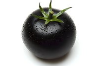Fresh black tomato with water droplets and green stem, isolated on white background, ready for food, agriculture, and healthy eating design use.