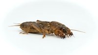 Isolated brown cricket or grasshopper specimen on white background, suitable for educational materials, nature guides, entomology resources, and design projects.